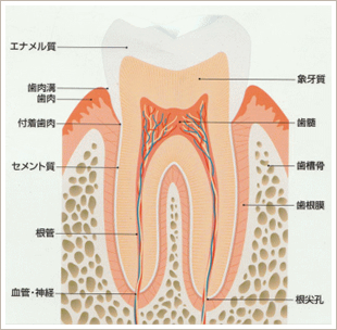 歯の断面図